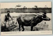 Tiergespann Büffel Reisfeld Landwirtschaft AK Asiat.Volkstyp KEINE AK
