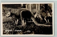 Kangaroo AK Australisches Tier Foto AK