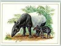 Schabrackentapir , sign. Reiner Zieger AK Exotisches Tier 1984
