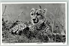 Gepard Cheetah Raubkatze