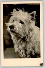 Foto AK Spitz 1954 Gebrauchsspuren