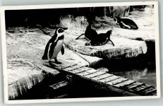 W4300 Rüttenscheid Gruga Park Pinguin Privatfoto AK