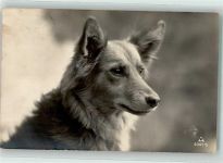 Kurzhaar Collie