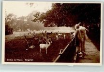18581 O2353 Putbus - Tiergarten Rotwild