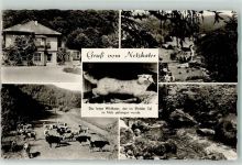 99768 O5505 Ilfeld , Südharz - Wildkater Kühe