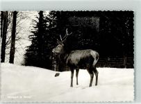 56470 W5439 Bad Marienberg Westerwald Winter Wildpark im Schnee mit Hirsch
