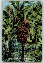 Hamilton - Bananenplantage Ort lt. Verlag