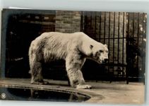 NPG 7597/1 Eisbär