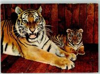 Foto Schuldeit Sibirischer Tiger mit Jungem Zoo