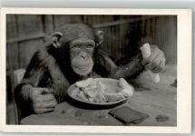 Wien 8. Bezirk, Josefstadt Affe Schimpanse Zoo Banane Foto AK