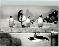 W6000 Frankfurt am Main Pinguine Ort handschriftlich Zoo FOTO KEINE AK