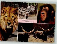 Wien 13. Bezirk, Hietzing Löwe Orang Utan Zebra Watussirind Zoo Foto AK
