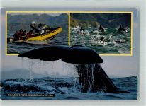 Boot Kaikoura Coast Neuseeland Wal Foto AK
