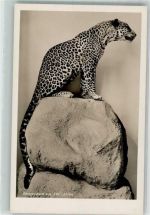 Bergleopard SW Afrika Zool. Museum Raubkatze Foto AK