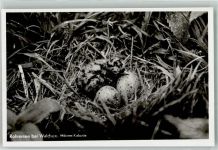 W7967 Bad Waldsee Möwengelege am Rohrersee Möwe Foto AK