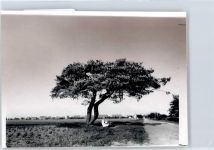 21435 W2093 Stelle , Kr Harburg FOTO KEINE AK Fotoabzug, Baum