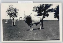 Kecskemet - Ochse