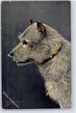 Rassehunde Müller, A. (München)