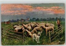 Schafe Hund Schönian, A. 1910 Künstlerkarte