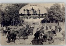 01468 O8105 Moritzburg - Fütterung der Wildschweine Schloss