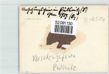 01896 O8514 Pulsnitz FOTO KEINE AK Versetzungsfeier