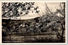 69151 W6903 Waldhilsbach - Baumblüte