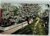 21723 W2161 Twielenfleth , Kr Stade 1917 Foto AK Kirschblüte Ort lt. Stempel