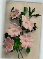 Rosen Martin Rommel u. Co. 550 Rommel 1916