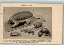 La Plata Diveres Gürteltiere Tierpräparate Exotisches Tier 1927 Gebrauchsspuren
