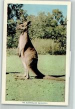 Kangaroo AK Australisches Tier