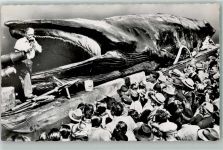 Jonah the Giant Whale AK Wal Foto AK