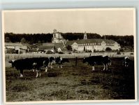 54534 W5561 Himmerod - Abtei Himmerod Rinderweide