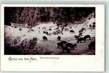 Fütterung Harz Wildschwein