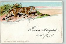 Jaguar Raubkatze 1900 Lithographie