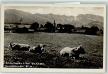 83677 W8175 Reichersbeuern Foto AK Rinder Benediktenwand