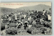 Tea Field with Pluckers at work Motiv Sri Lanka / Ceylon
