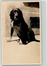 Dogge