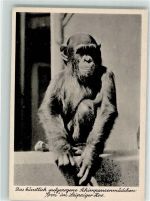 O7000 Leipzig Schimpansenmädchen Eva Zoo