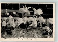 O7000 Leipzig Flamingos am Futtertrog Zoo