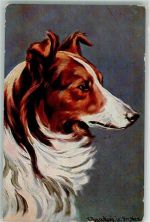 sign. Donadini Jr. Collie Künstlerkarte