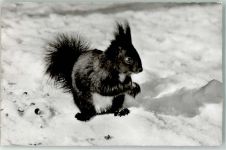 Verlag Otto Furter 305 Eichhörnchen 1956 Foto AK
