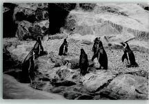 Pinguin FOTO KEINE AK
