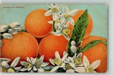 Orangen Newman Company Nr.38 Edelweiß Gebrauchsspuren