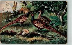 Jagdtiere Fasan Schönian, A. Künstlerkarte