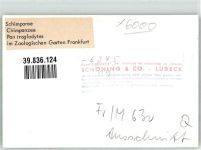W6000 Frankfurt am Main Schimpanse Ort handschriftlich Zoo FOTO KEINE AK