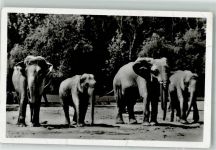 W8000 München WK II Indische und Afrikanische Elefanten Hellabrunn Zoo Foto AK