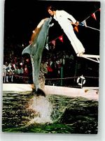 77977 W7631 Rust , Baden Werbe AK Europa-Park Delphin-Show mit Trainer Verlag Stumpf