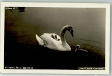 Bodensee Schwan