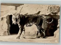 Raubkatzen im Zoo Verlag NPG 7597-9 Tiger Foto AK