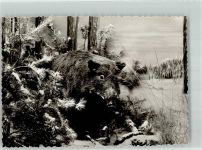 W4930 Detmold Jagdtier im Museum Wildschwein Foto AK
